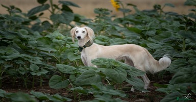 Saluki dogs - Advert 1