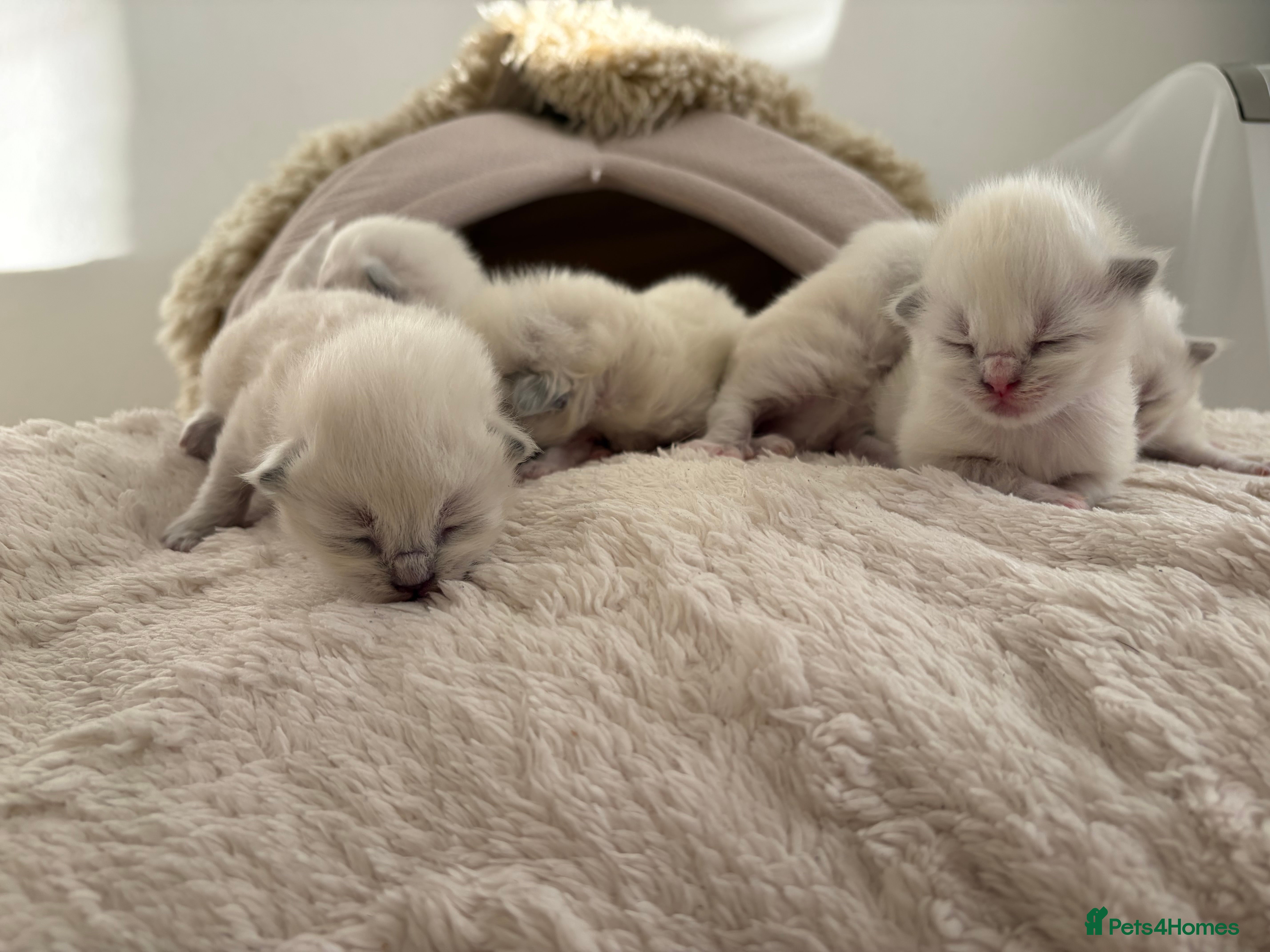 Ragdoll cats Ragdoll Purebred Babies 🩷🩵 - Advert 8