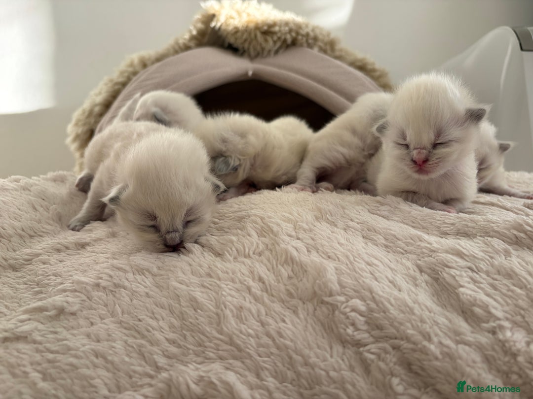 Ragdoll cats for sale: Ragdoll Purebred kittens 🩷🩵 - Advert 1