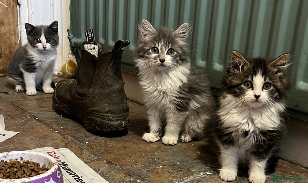 Mixed Breed cats for sale: Long and short haired, litter trained kittens  - Advert 1