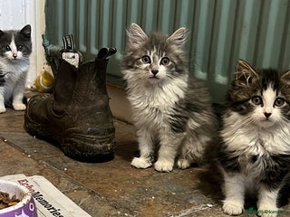 Mixed Breed cats Long and short haired, litter trained kittens - Advert 4