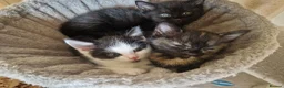 Mixed Breed cats for sale: Three kittens for sale - Advert 2
