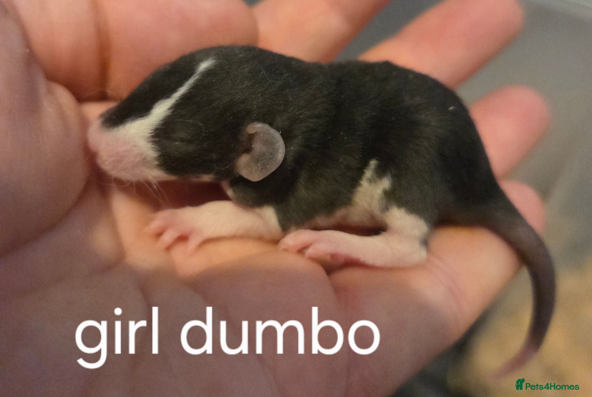Rat rodents Baby rats dumbos, balds and fancy.  - Advert 16