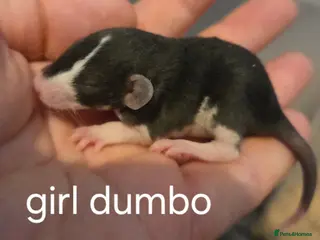 Rat rodents Baby rats dumbos, balds and fancy. - Advert 1