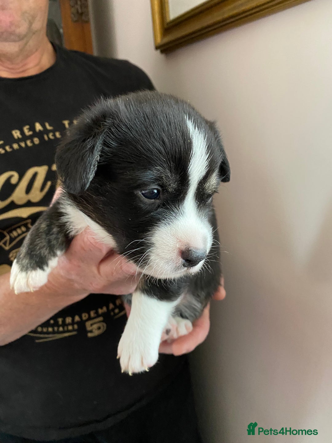Welsh Corgi Cardigan dogs for sale: WELSH CARDIGAN CORGI BABIES - Advert 18