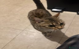 Domestic Shorthair cats for sale: 3 year old girl looking for forever home - Image 4
