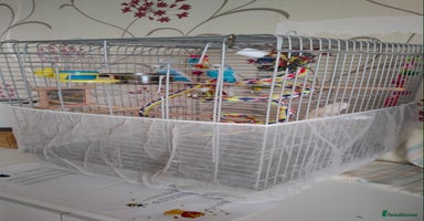 Budgerigars birds - Advert 14