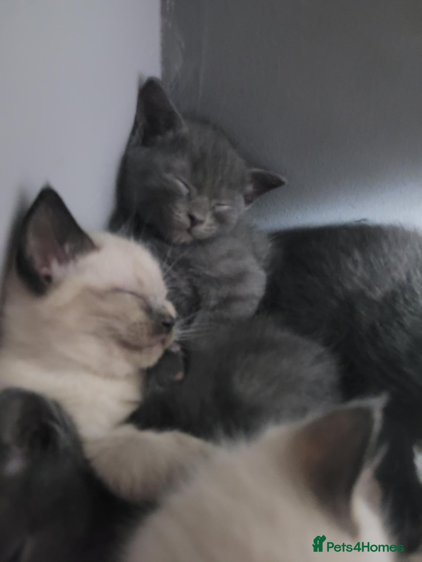 Mixed Breed cats for sale: Long hair ragdoll mix  - Advert 1