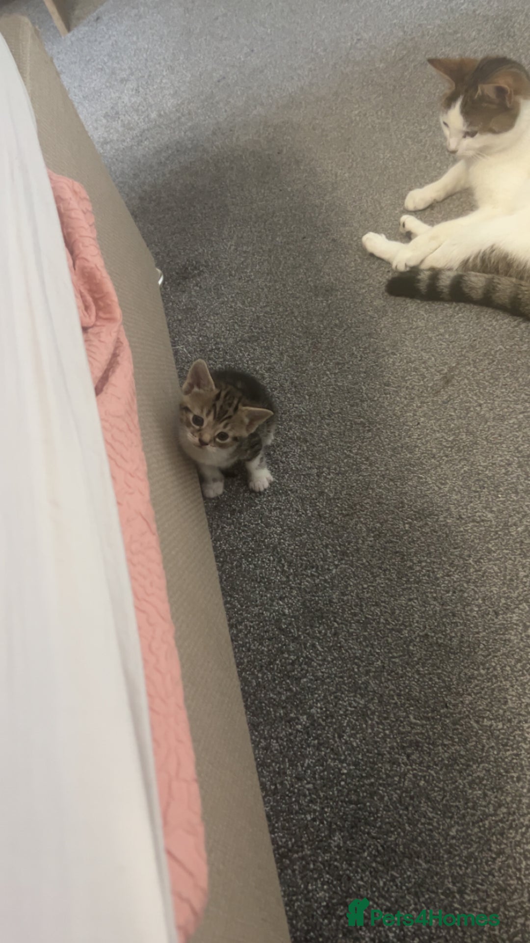 Domestic Shorthair cats for sale: Looking for a loving home and for FREE - Image 3