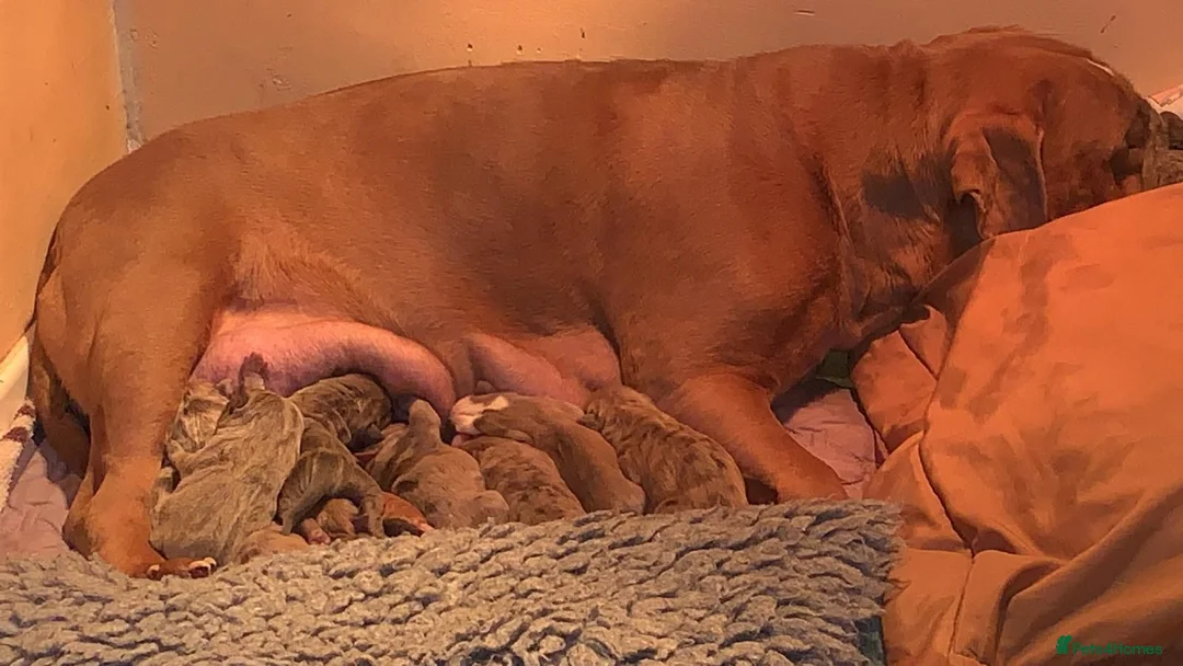 Olde English Bulldogge dogs for sale: Olde English bulldogge  - Advert 1