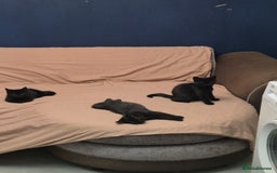 British Shorthair cats for sale: 5 british shorthair black noir - Image 12