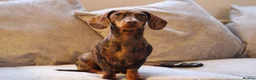 Miniature Dachshund dogs for sale: Miniature Dachshund puppies  - Advert 36