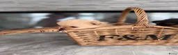 Pomeranian dogs for sale: 🫶🏽 5 BEAUTIFUL POMERANIAN PUPPIES 🫶🏽   - Advert 6