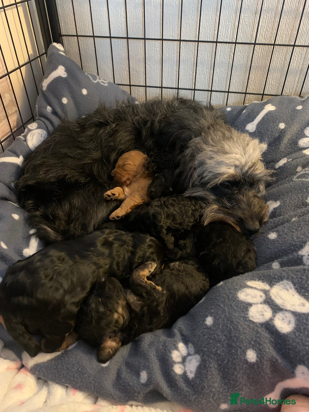 Cockapoo dogs for sale: F1b Cockapoo Puppies  - Advert 3