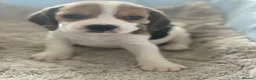 Beagle dogs for sale: KC Reg Pure Pedigree champ Beagle  - Advert 27