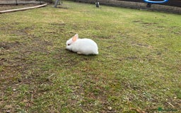 Lionhead rabbits for sale: Beautiful bunnies. in Chatham - Image 3