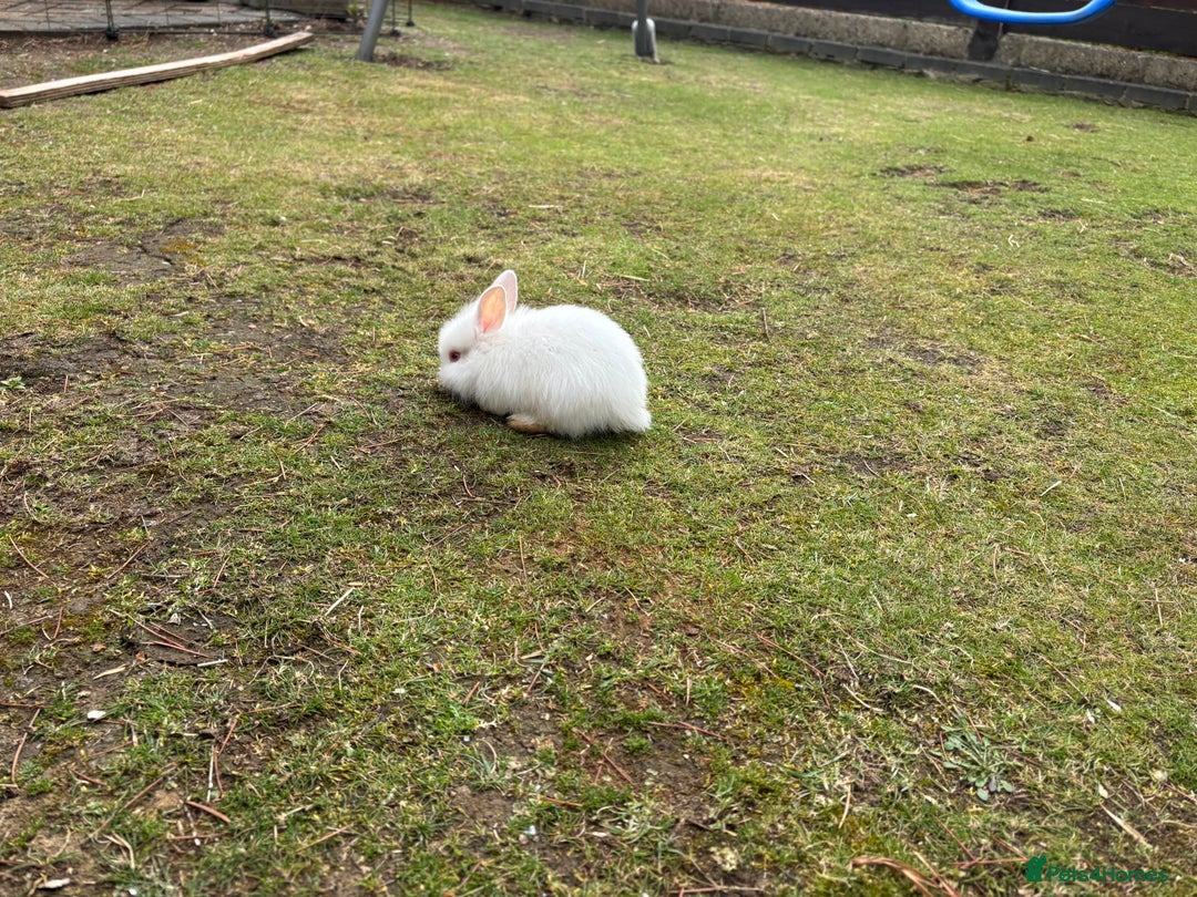 Lionhead rabbits for sale: Beautiful bunnies. in Chatham - Image 3