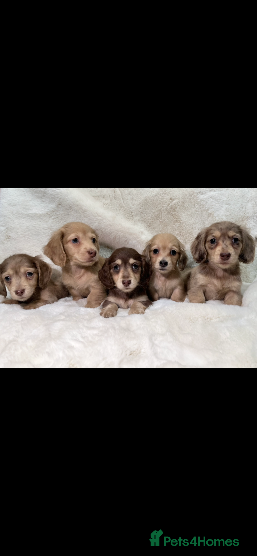 Miniature Dachshund dogs for sale:  KC REGISTERED MINIATURE LONGHAIRED DACHSHUND  - Image 3