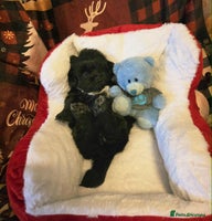 Mixed Breed dogs - Advert 2