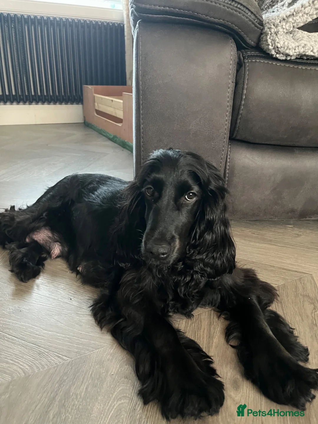 Cockapoo dogs for sale: Cockapoo Puppy’s for Sale in Ardrossan - Advert 2
