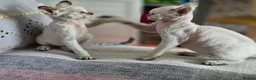 Devon Rex cats for sale: Super loving Devon Rex - Advert 7