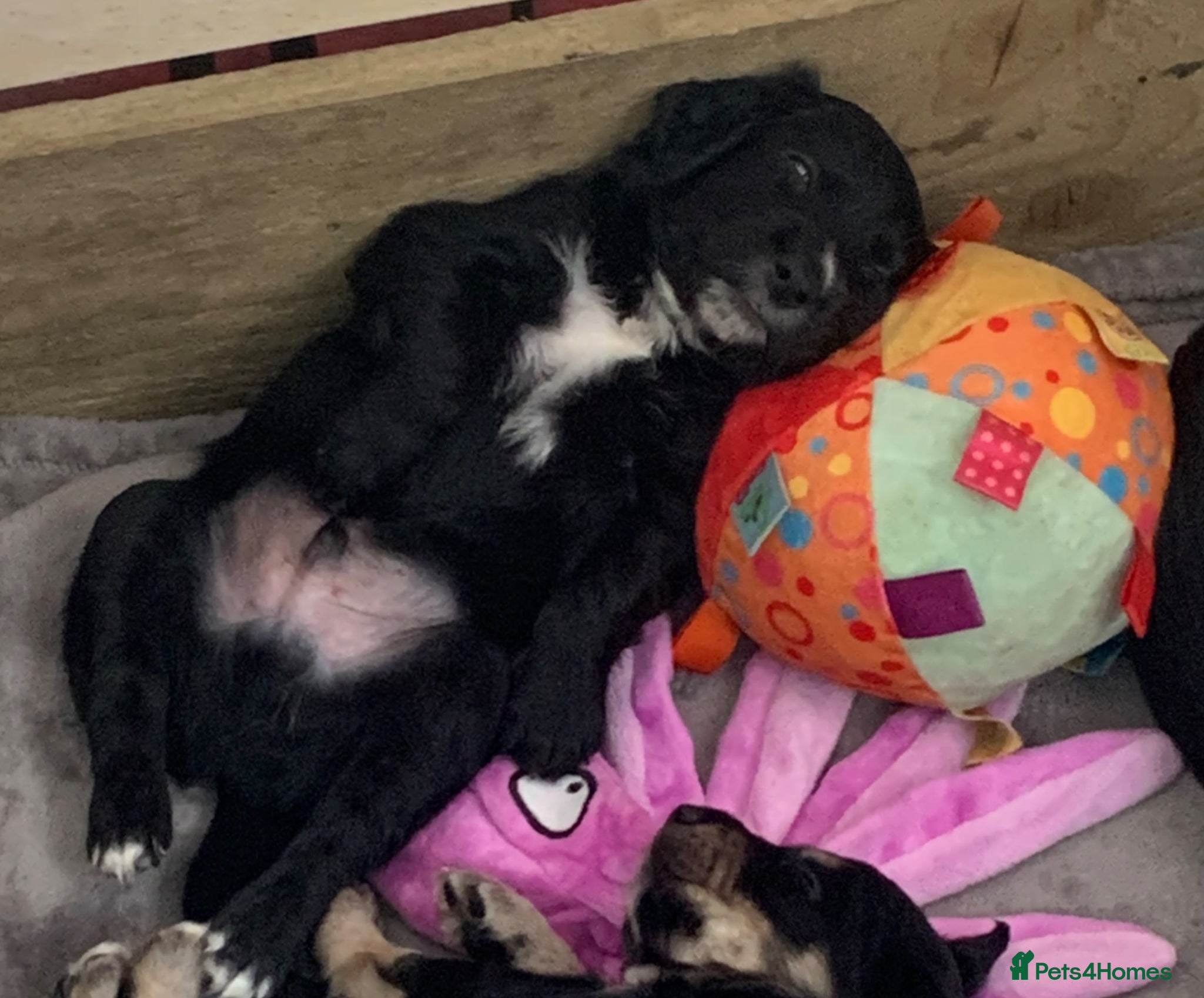 Mixed Breed dogs A* Sprollie Pups  - Advert 2