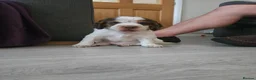 Cocker Spaniel dogs for sale: 2x working cocker spaniel males in Manningtree - Advert 4
