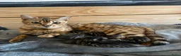 Bengal cats for sale: Beautiful bengal kittens  in Watlington - Advert 8