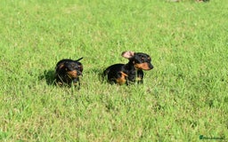 Miniature Dachshund dogs for sale: Mini smooth dachshund one boy available  in Newton Abbot - Image 22