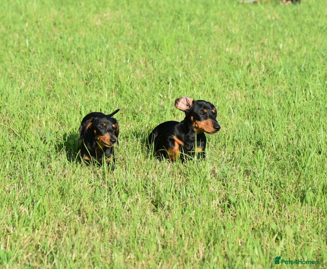 Miniature Dachshund dogs for sale: Mini smooth dachshund one boy available  in Newton Abbot - Image 22