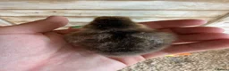 Chickens poultry for sale: Silkie Hatching Eggs - Advert 4