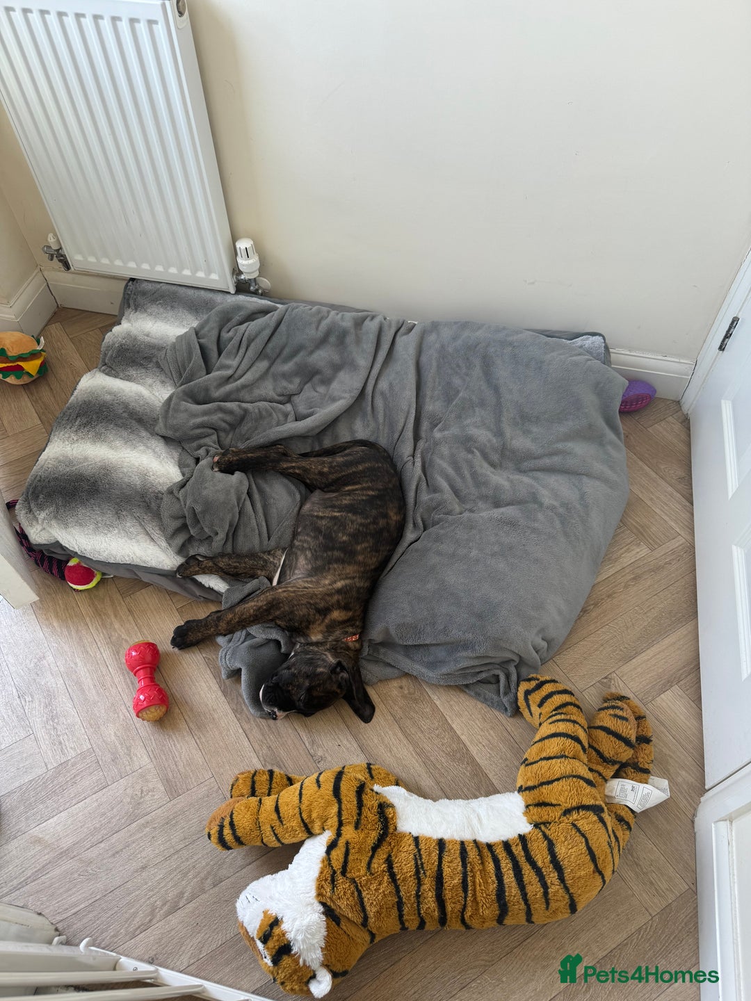 Mixed Breed dogs for sale: Cane corso x American bulldog puppy - Image 2