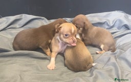 Chihuahua dogs for sale: Chihuahua Puppies - with starter kits  - Image 2
