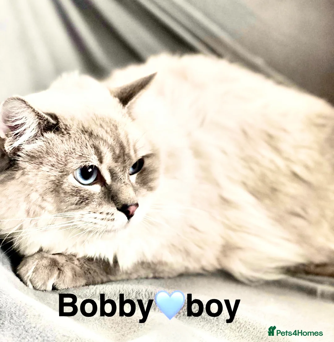 Ragdoll cats for sale: Lovely Ragdoll looking for lovely family - Advert 36