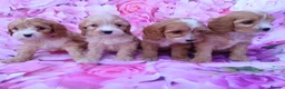 Cavapoo dogs for sale: Cavapoo fur babies  - Advert 2
