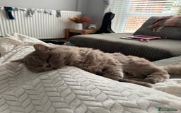 British Longhair cats for sale: Teddy - Advert 4