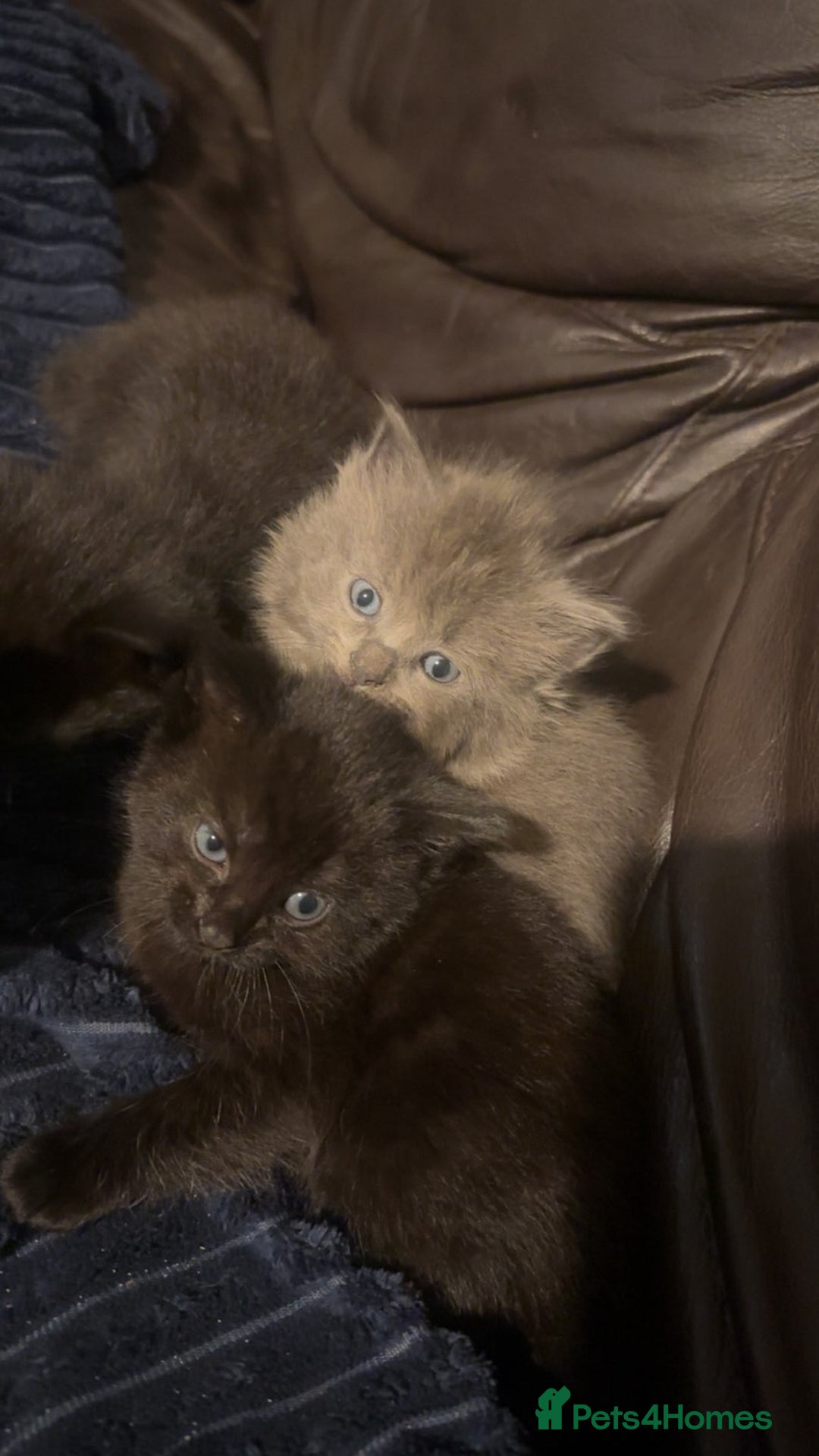 Mixed Breed cats for sale: Mixed breed kittens  - Advert 2