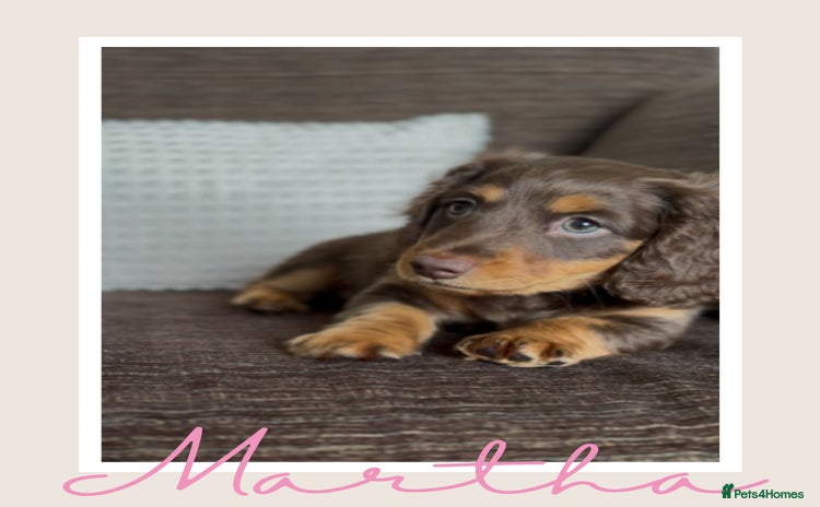 Miniature Dachshund dogs - Advert 10