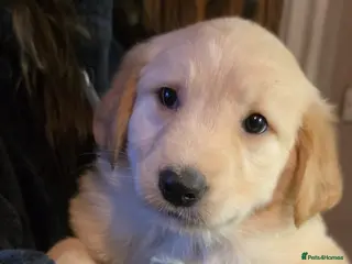 Mixed Breed dogs Golden shepherds - Advert 8