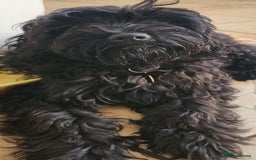 Mixed Breed dogs for sale: Three Stunning Toy Cavoodle Puppies Available Now  - Image 1