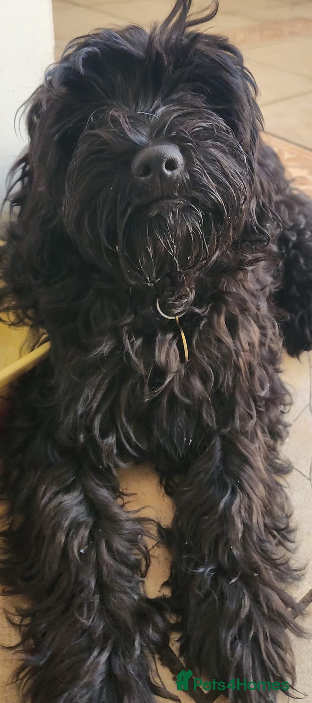 Mixed Breed dogs for sale: Three Stunning Toy Cavoodle Puppies Available Now  - Image 1