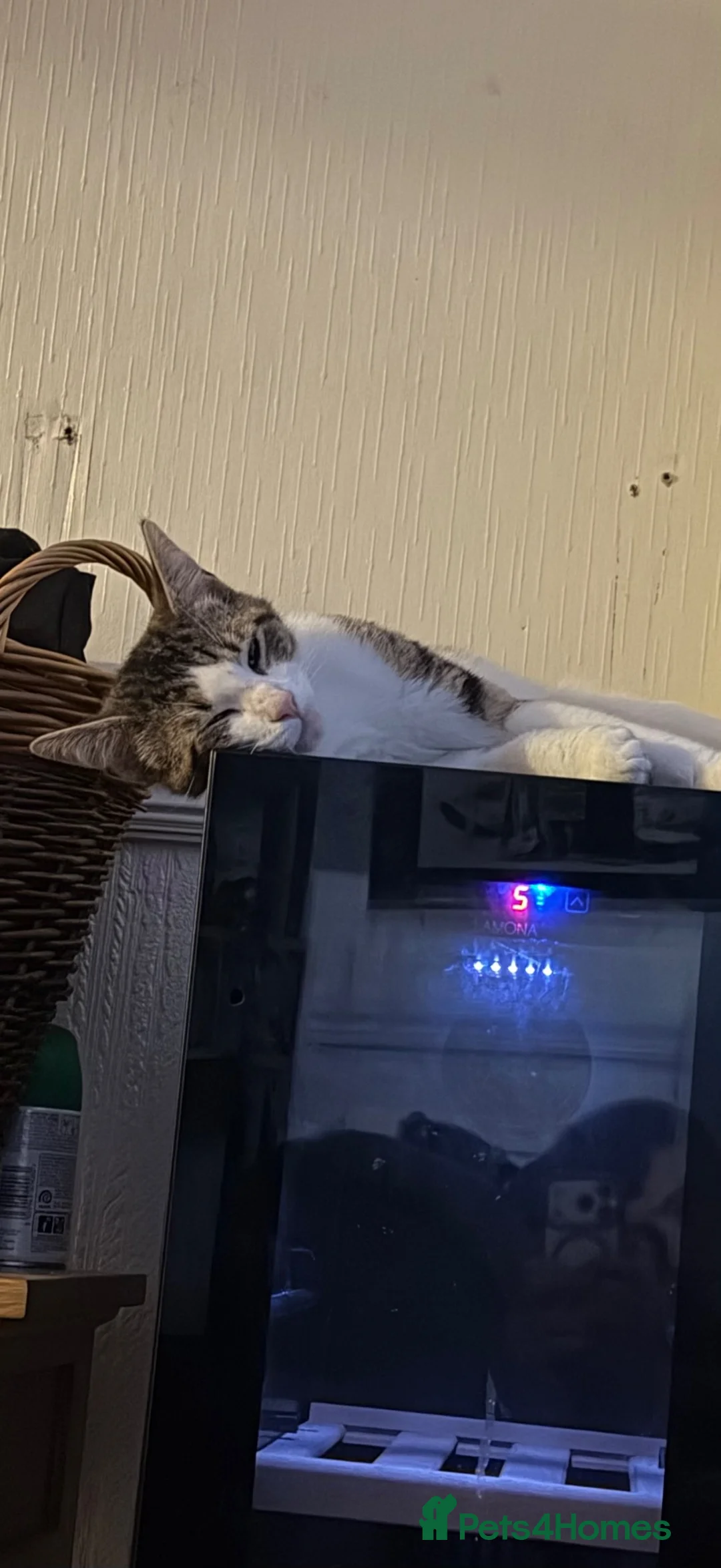 Mixed Breed cats for sale: *Free* 1 year old Vincent  - Advert 2