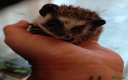 Pygmy Hedgehog rodents for sale: african pygmy hedgehogs - Image 3