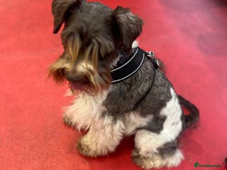 Poodle dogs KC CHOCOLATE AND WHITE SCHNAUZER STUD MAC +BVA 👍 in Coventry - Advert 9