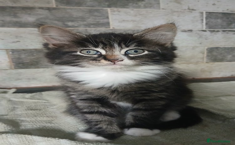 British Longhair cats - Advert 2