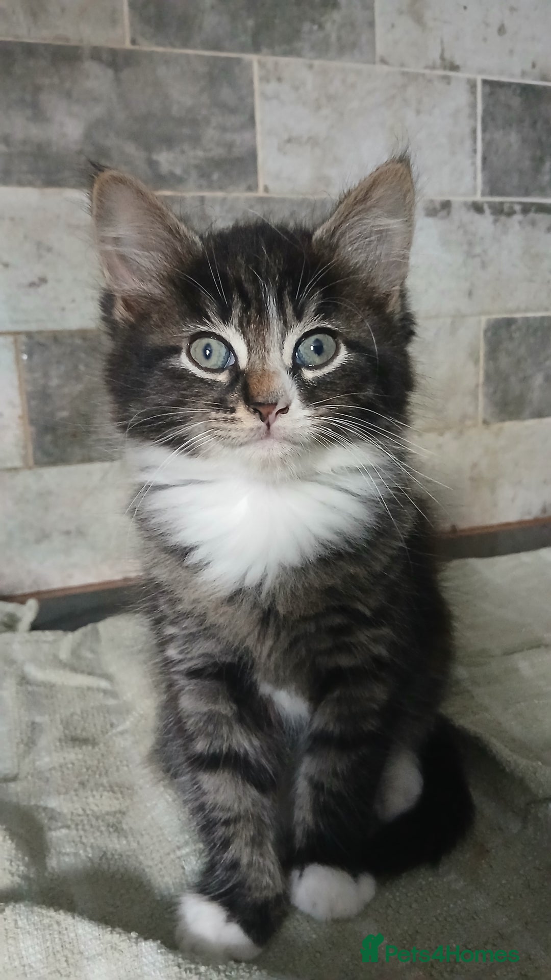 British Longhair cats for sale: Long haired kittens for sale - Image 1