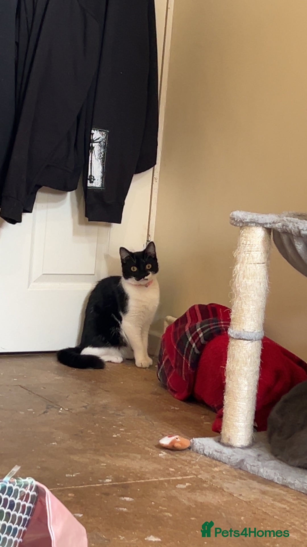 British Shorthair cats for sale: Duchess mason - Image 3