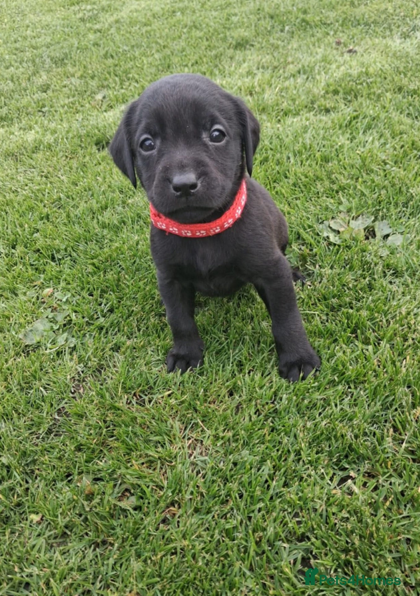 Labrador Retriever dogs LABRADOR PUPS. KC REG & COUNCIL LICENSED. 0%ROI - Advert 2