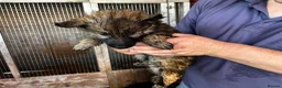 German Shepherd dogs for sale: German shepherd puppies  - Advert 6