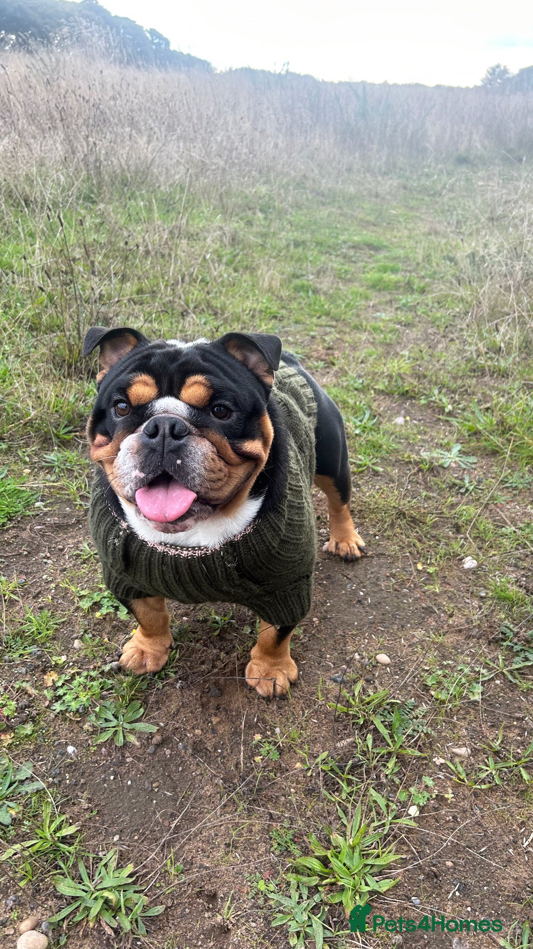 English Bulldog dogs for stud: Stud English Bulldog - Image 9
